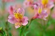 Foto: pink lily of peru pink lily of peru