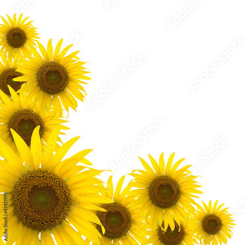 Foto: a beautiful sunflower with dew drops isolated on white a beautiful sunflower with dew drops isolated on white