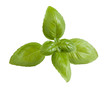 Fresh basil sprig isolated on white