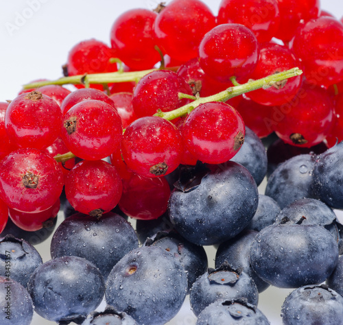 Photo: Ribes e Mirtilli Ribes e Mirtilli