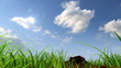 growing plant against sky background, 3d animation