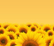Summer sun over the sunflower field