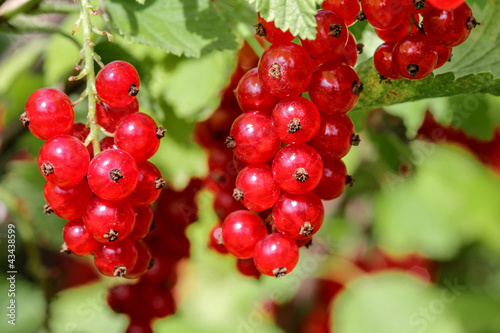 Photo: Red currants, Johannisbeeren im Garten Red currants, Johannisbeeren im Garten