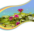 Pink waterlilies in pond .Flowers background for text
