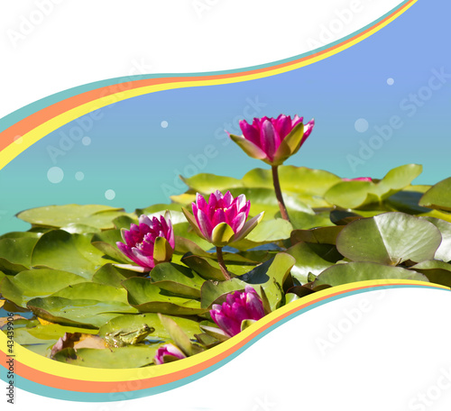 Photo: Pink waterlilies in pond .Flowers background for text Pink waterlilies in pond .Flowers background for text