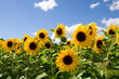 Sonnenblumen