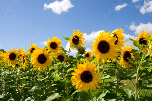 Foto: Sonnenblumen Sonnenblumen