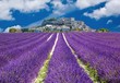 Lavande en Provence, village provençal en France