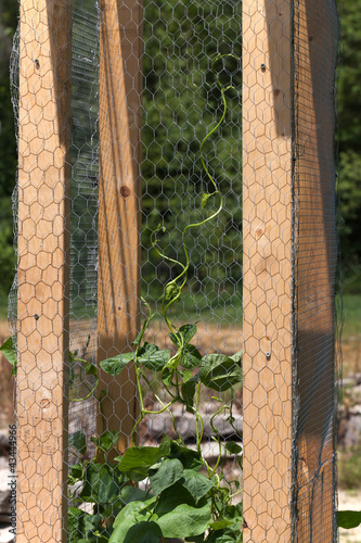 Photo: Pole Beans Climbing on Lattice Pole Beans Climbing on Lattice