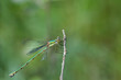 Photo: Libellula sul ramo Libellula sul ramo