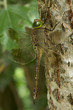 Photo: Libellula sull'albero Libellula sull'albero