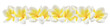 plumeria on white