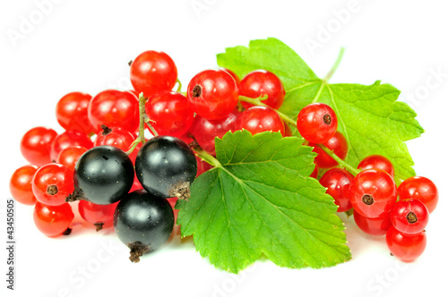 Photo: Red and Black Currants with Green Leaves Isolated on White Red and Black Currants with Green Leaves Isolated on White