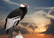 Andean condor  against sunset sky