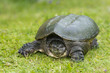 snapping turtle