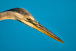 Bird's face