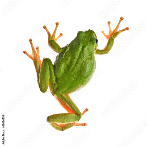 Foto: tree_frog tree_frog