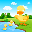 Ducks