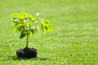 Foto: gardening gardening