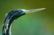 Anhinga