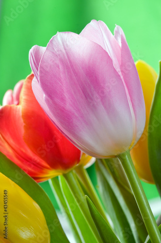 Foto: tulips tulips