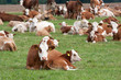 Dairy cows in pasture