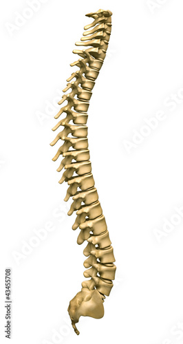 Illustration: Human spine Human spine