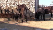Donkey family