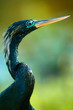 Anhinga