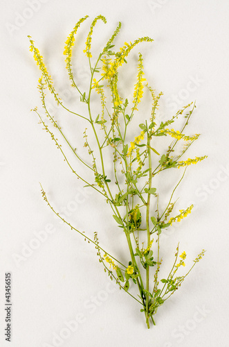 Photo: Melilotus officinalis / Mélilot officinal Melilotus officinalis / Mélilot officinal