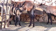 Donkeys