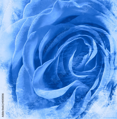 Photo: blue rose background blue rose background