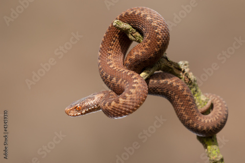Photo: European Adder Juvenile European Adder Juvenile