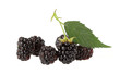 Blackberries