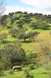Cerdo ibérico de la Sierra de Huelva