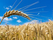 Gerste auf einem Feld