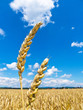Gerste auf einem Feld