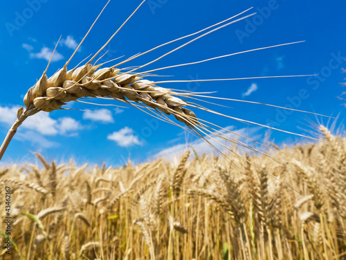 Photo: Gerste auf einem Feld Gerste auf einem Feld