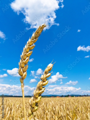 Photo: Gerste auf einem Feld Gerste auf einem Feld