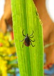 Tick