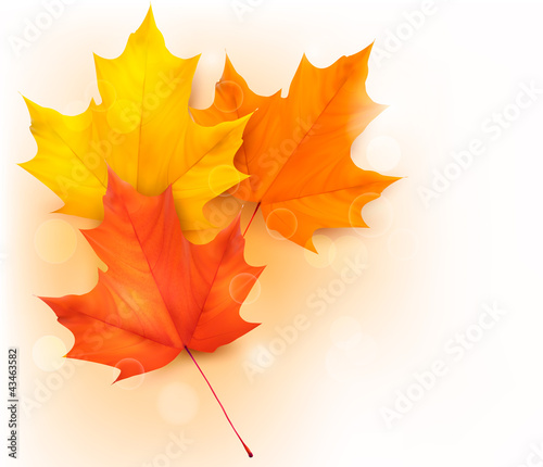 Vector: Autumn background with leaves Autumn background with leaves