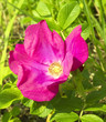 Foto: pink wild roses. pink wild roses.