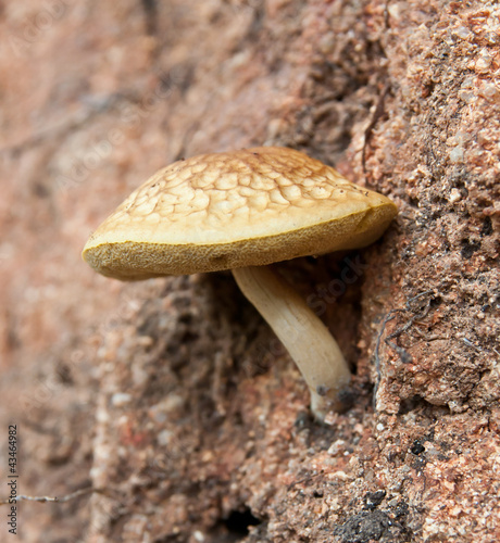 Photo: mushroom. mushroom.