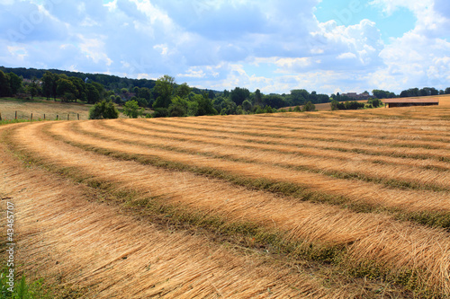 Photo: fields of flax harvested drawing lines on the floor fields of flax harvested drawing lines on the floor