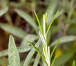 Photo: Macro rosemary herb with Sage leaves background Macro rosemary herb with Sage leaves background