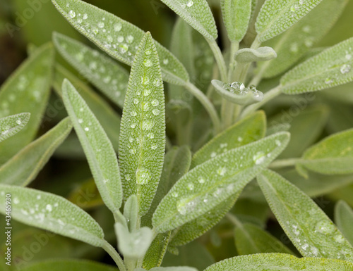 Photo: Sage leaves on herb plant in macro Sage leaves on herb plant in macro