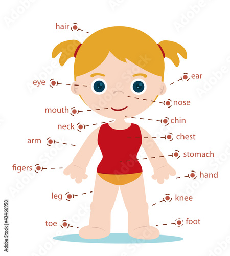 Vektor: girl body parts chart for school girl body parts chart for school