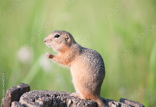 Photo: Gopher (european ground squirrel, spermophilus citellus, suslik) Gopher (european ground squirrel, spermophilus citellus, suslik)