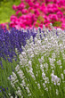 I colori della lavanda