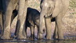 Elefanten Familie am Wasserloch